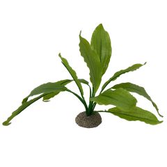 Echinodorus 2 groen 24 cm