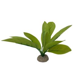 Echinodorus 3 groen 24 cm